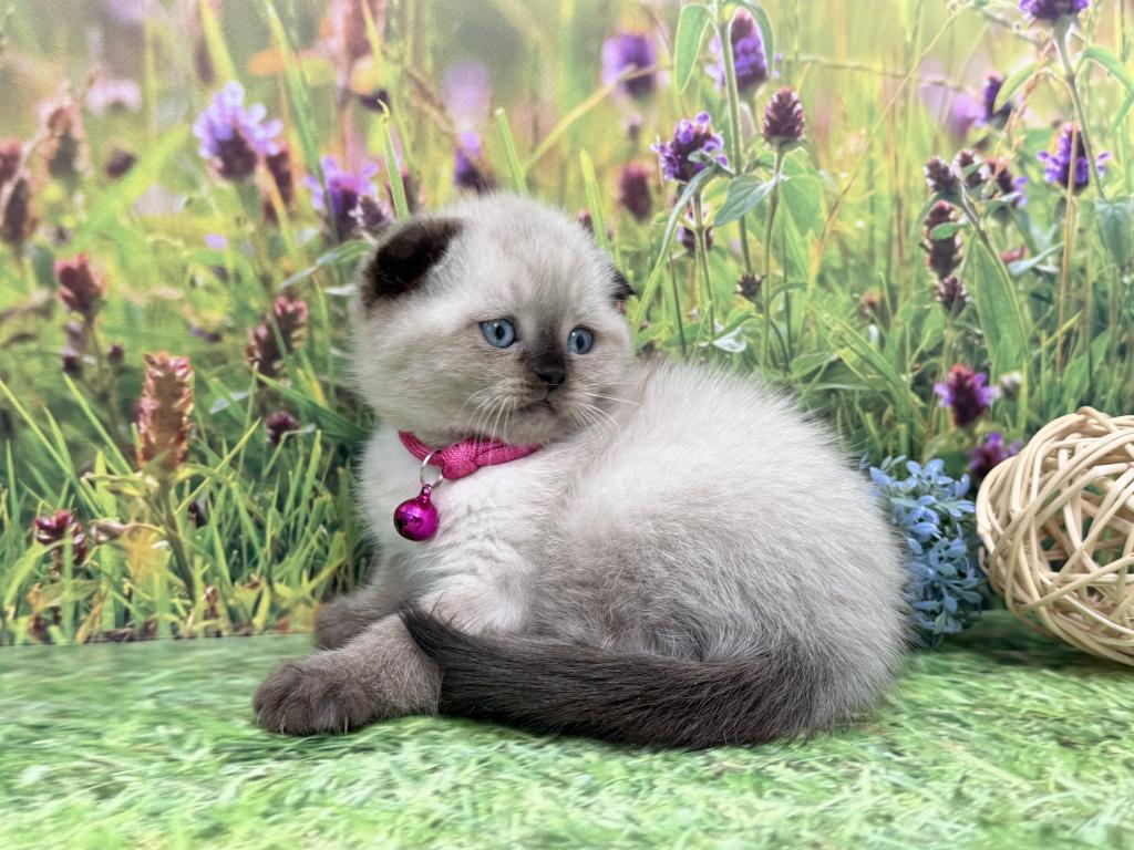 Portland Mika Scottish Fold Kitty photo 7