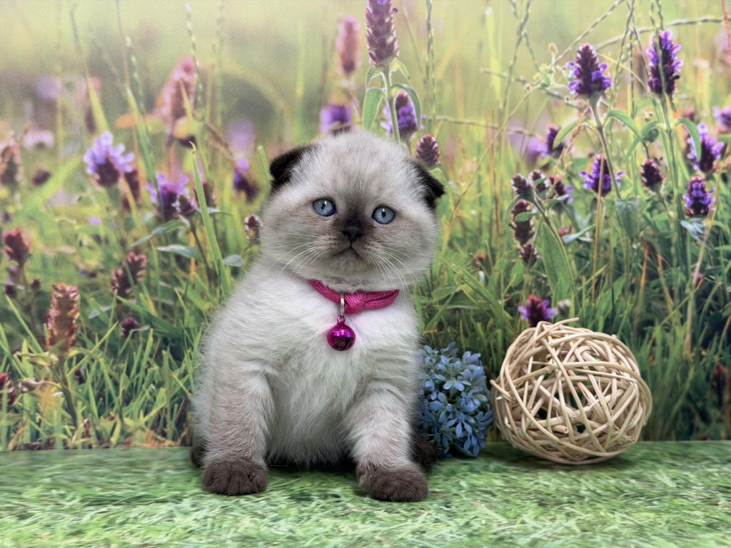 Portland Mika Scottish Fold Kitty photo 10