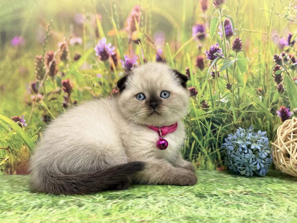 Portland Mika Scottish Fold Kitty photo 9