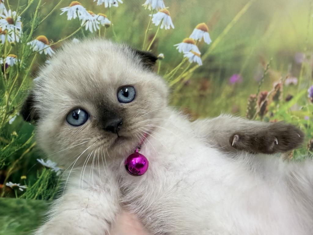 Portland Mika Scottish Fold Kitty photo 5