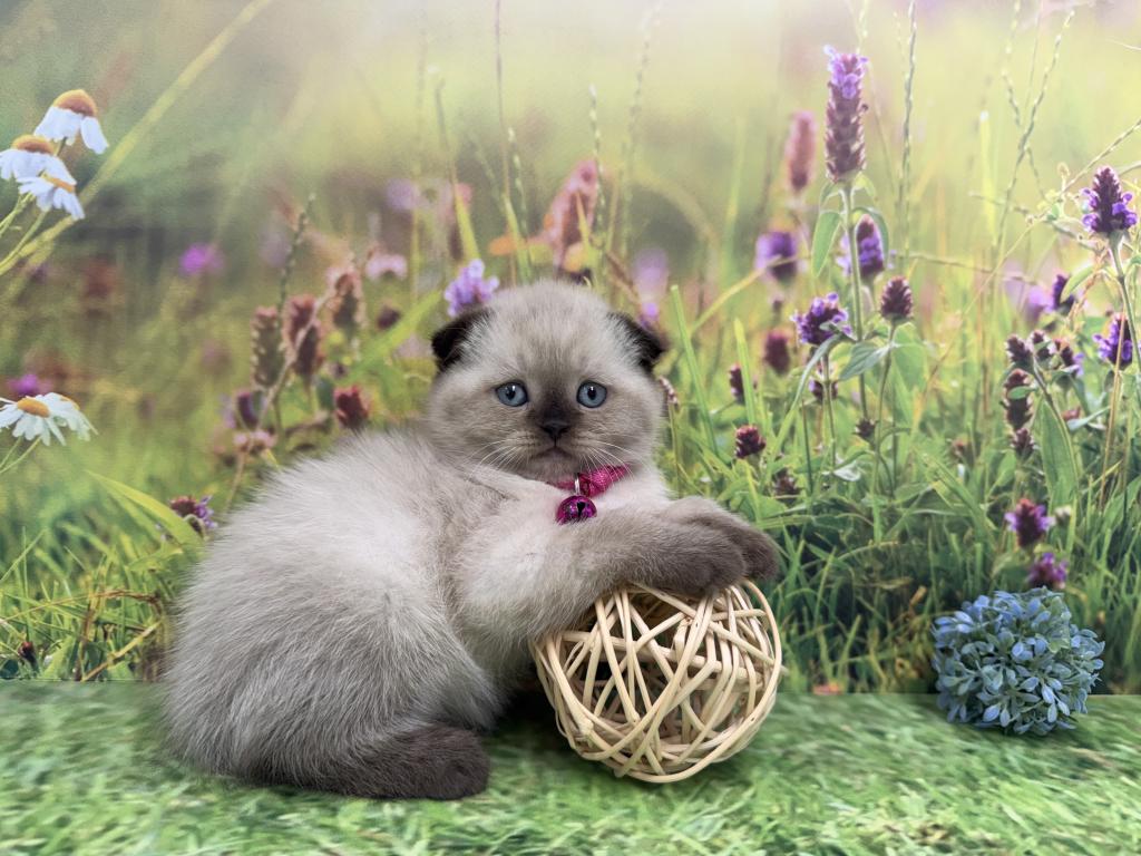 Portland Mika Scottish Fold Kitty photo 2