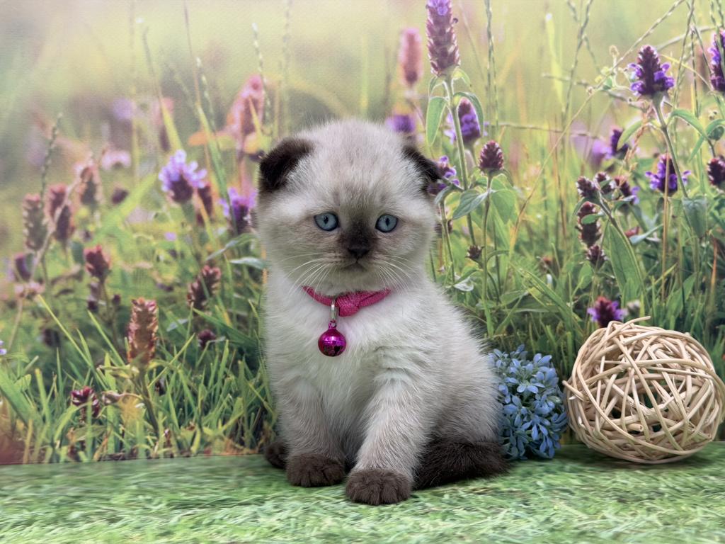 Portland Mika Scottish Fold Kitty photo 11