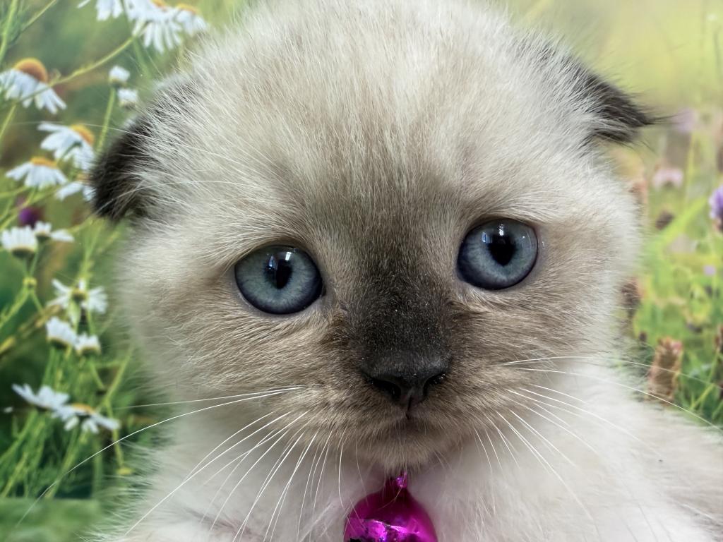 Portland Mika Scottish Fold Kitty photo 3