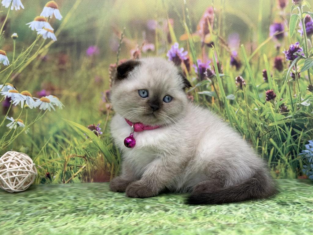 Portland Mika Scottish Fold Kitty photo 12