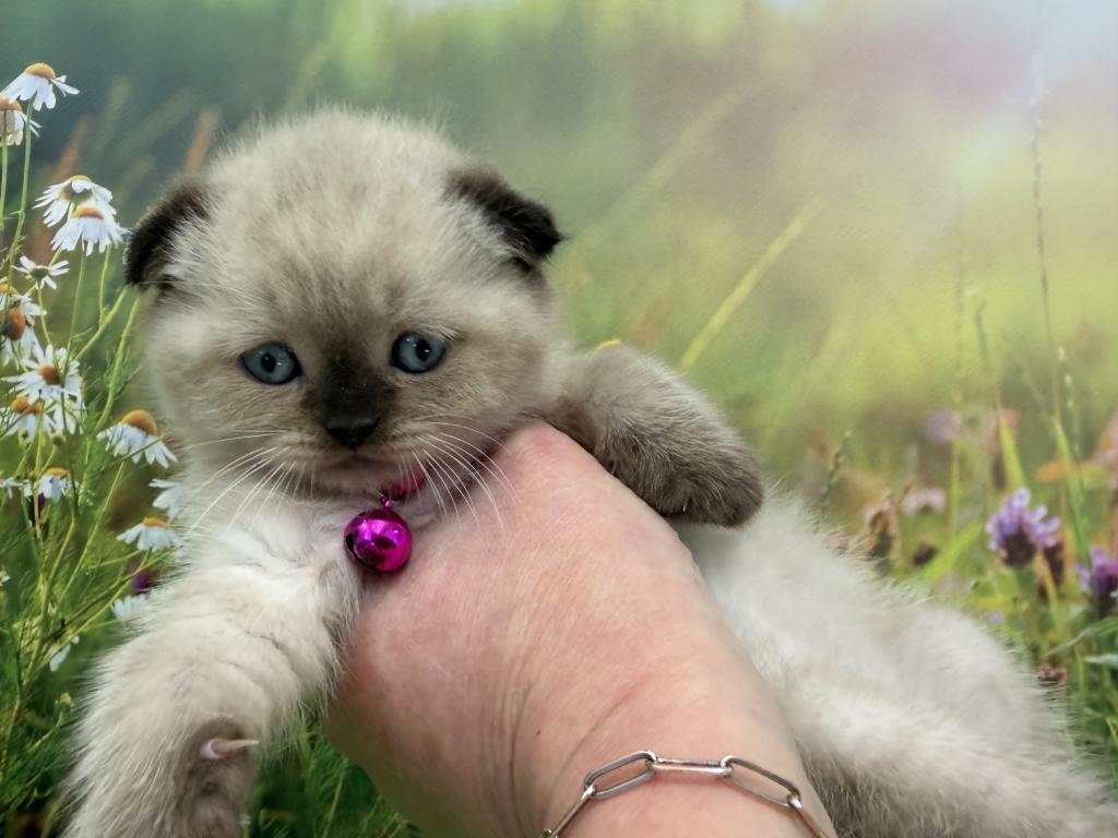 Portland Mika Scottish Fold Kitty photo 6
