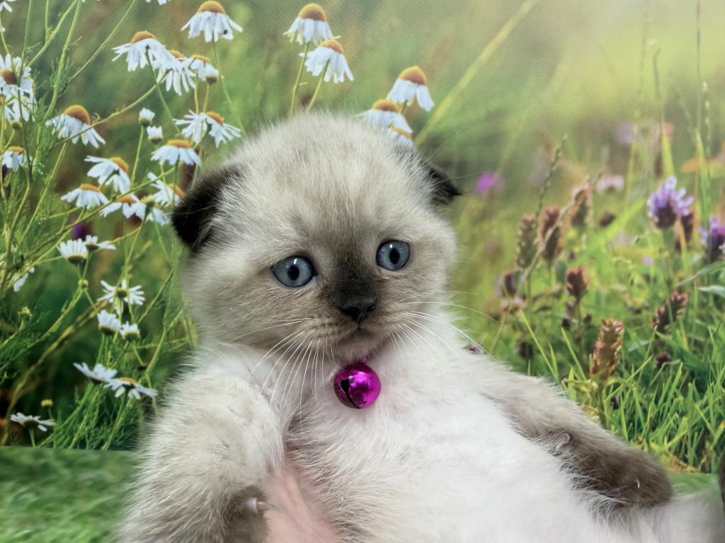 Portland Mika Scottish Fold Kitty photo 4