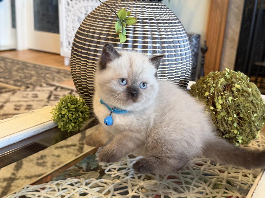 Portland Luis Scottish Straight Kitten