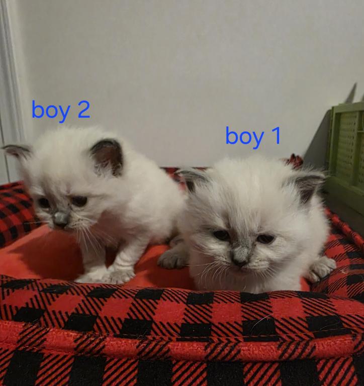 Sammy's Boys photo 7