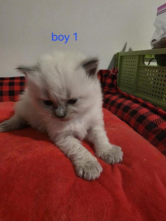 Sammy's Boys photo 8