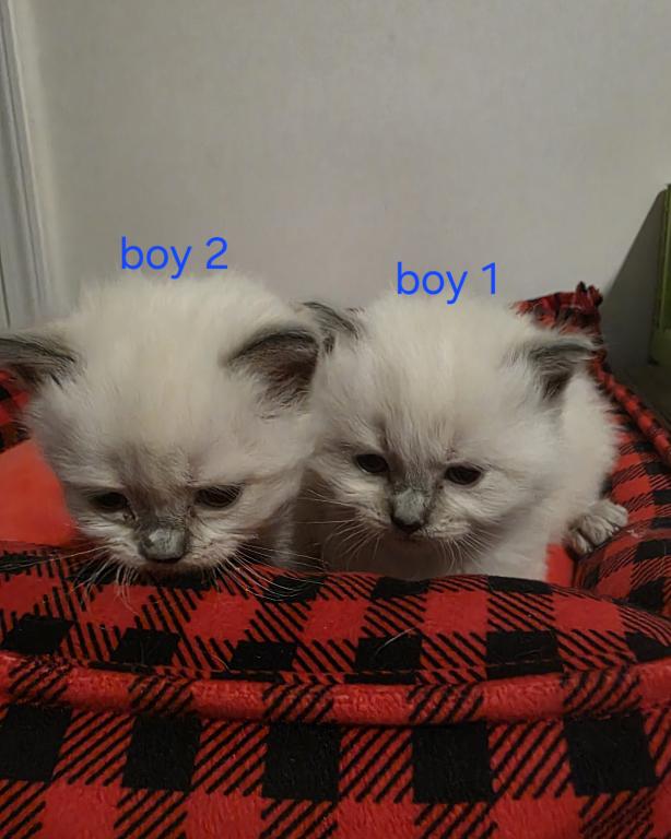 Sammy's Boys photo 10