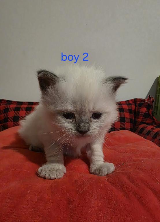 Sammy's Boys photo 9