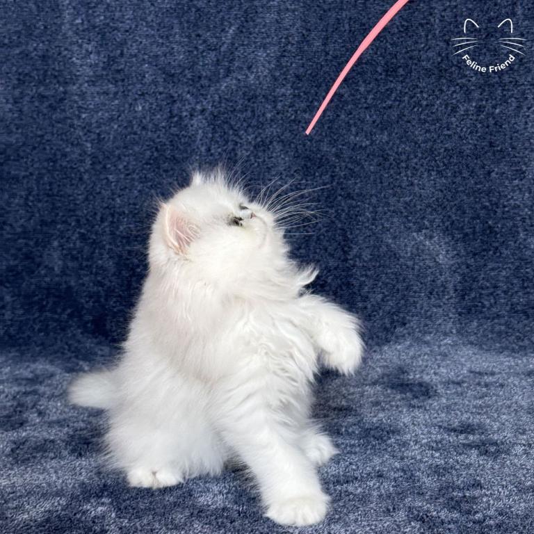 Vanilla photo 18