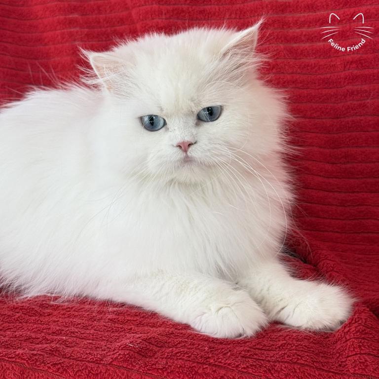 Luna photo 1