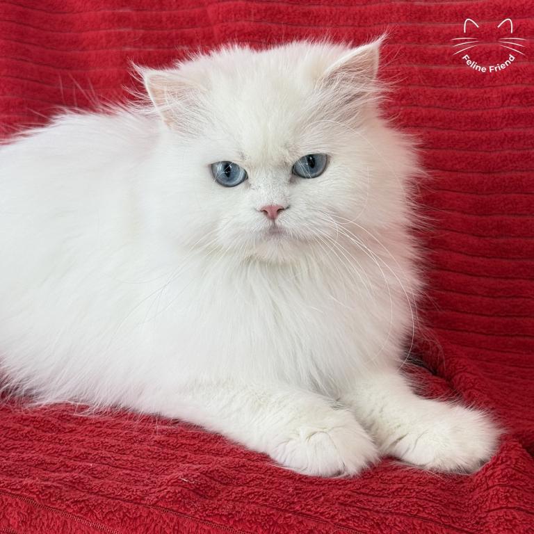 Luna photo 5