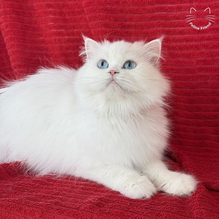 Luna photo 2