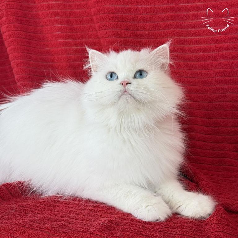 Luna photo 3