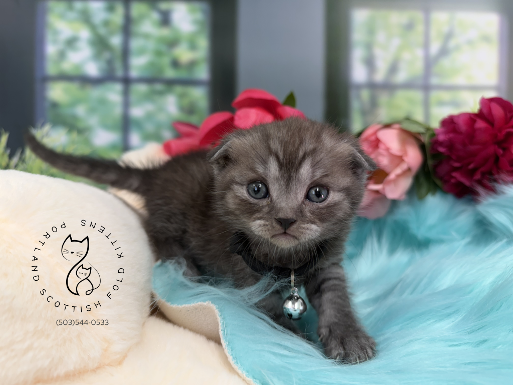 Portland Ilan Scottish Fold Kitten photo 21