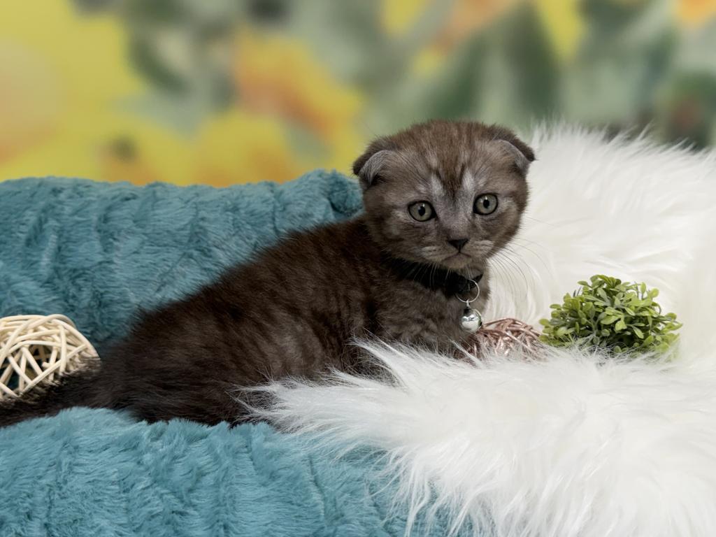 Portland Ilan Scottish Fold Kitten photo 9