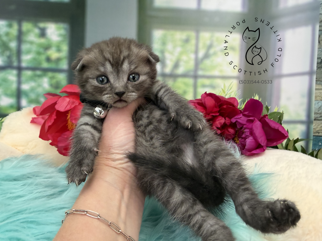 Portland Ilan Scottish Fold Kitten photo 12