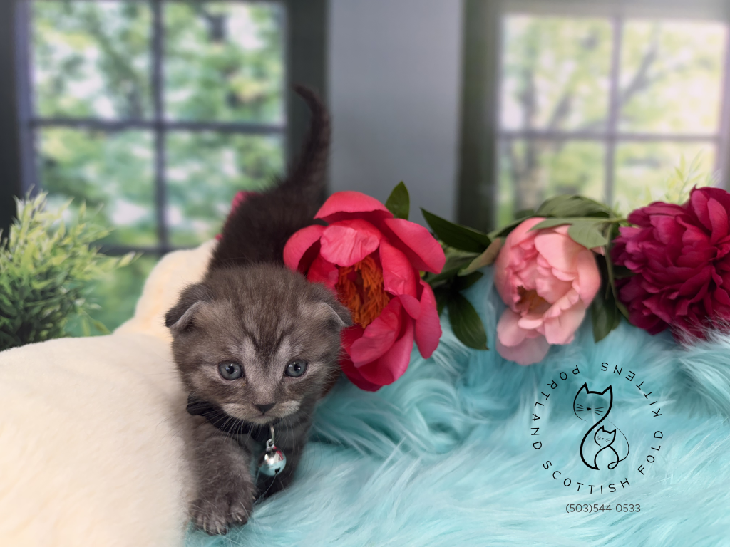 Portland Ilan Scottish Fold Kitten photo 14