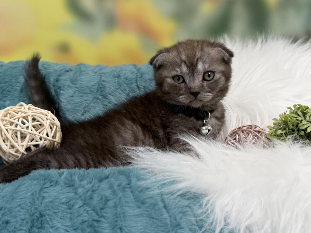 Portland Ilan Scottish Fold Kitten photo 10