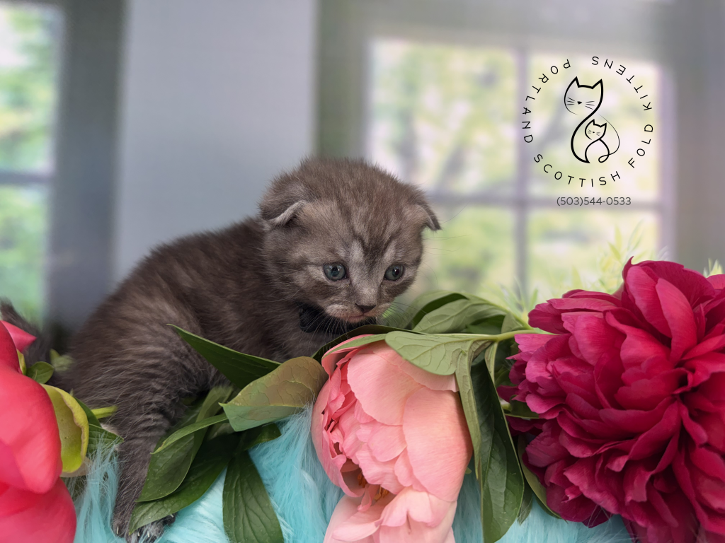 Portland Ilan Scottish Fold Kitten photo 18