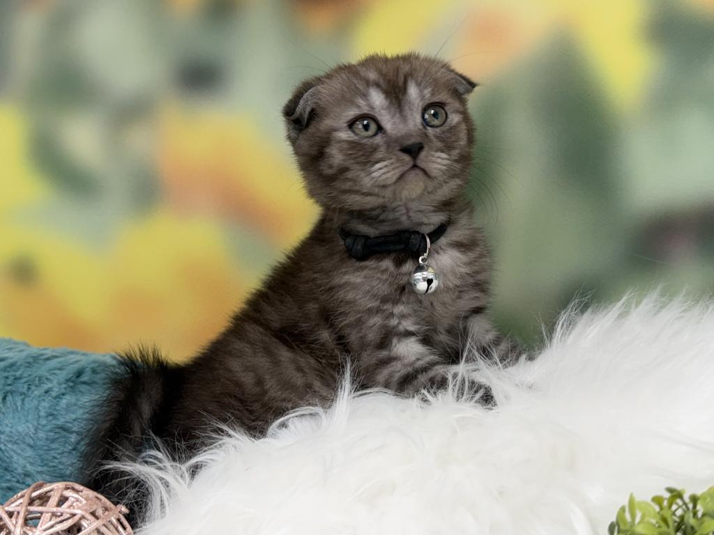 Portland Ilan Scottish Fold Kitten photo 5