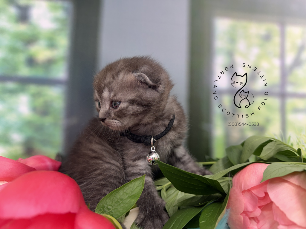 Portland Ilan Scottish Fold Kitten photo 17