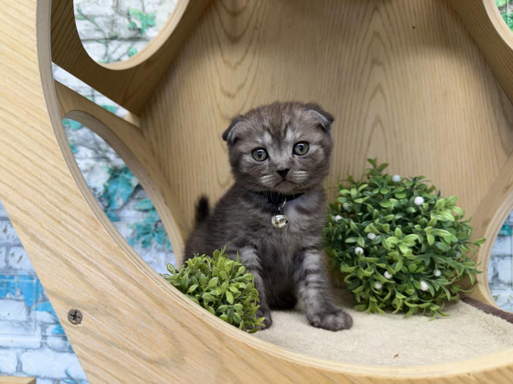 Portland Ilan Scottish Fold Kitten photo 11