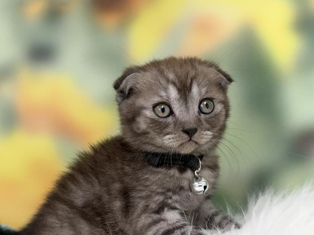 Portland Ilan Scottish Fold Kitten photo 6