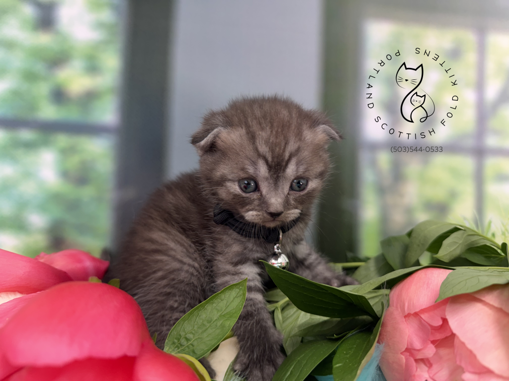 Portland Ilan Scottish Fold Kitten photo 16