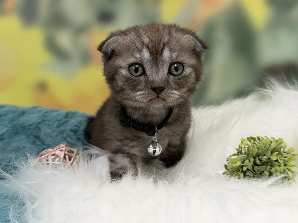 Portland Ilan Scottish Fold Kitten photo 4