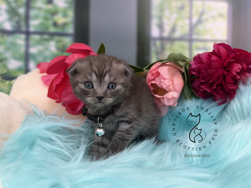 Portland Ilan Scottish Fold Kitten photo 19