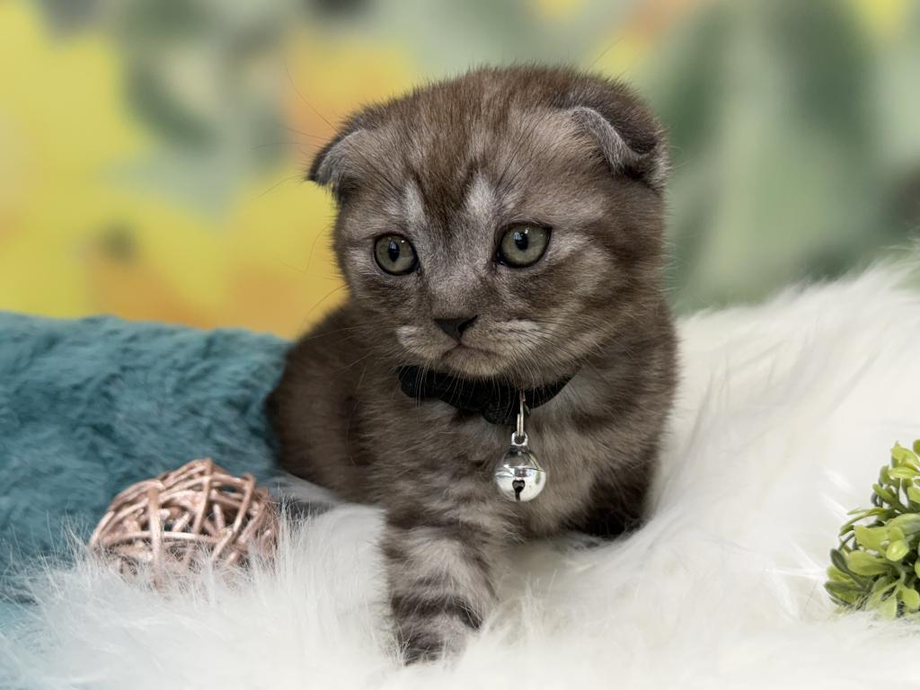 Portland Ilan Scottish Fold Kitten photo 3