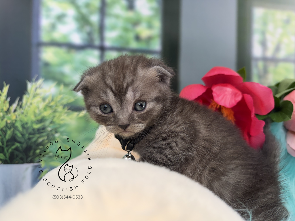 Portland Ilan Scottish Fold Kitten photo 15