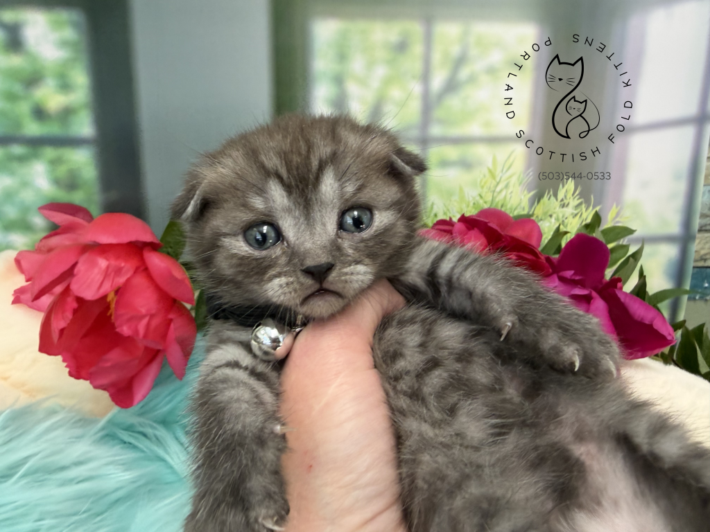 Portland Ilan Scottish Fold Kitten