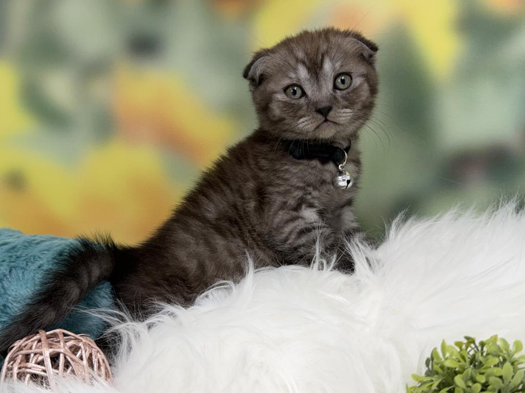 Portland Ilan Scottish Fold Kitten photo 7