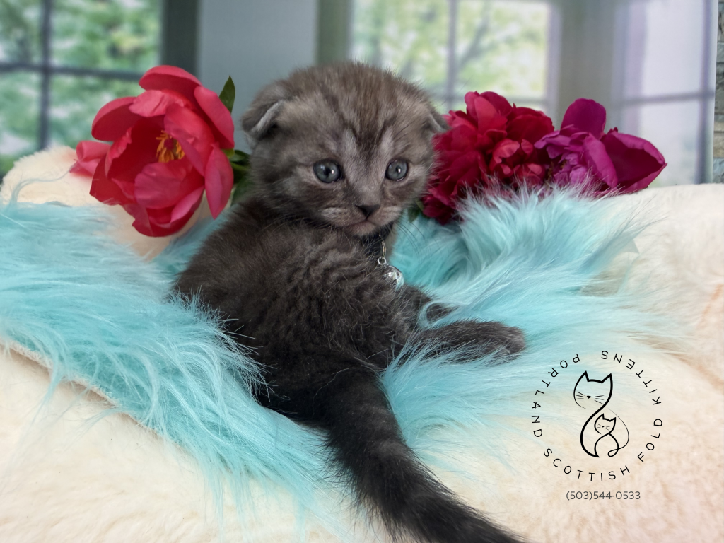 Portland Ilan Scottish Fold Kitten photo 13