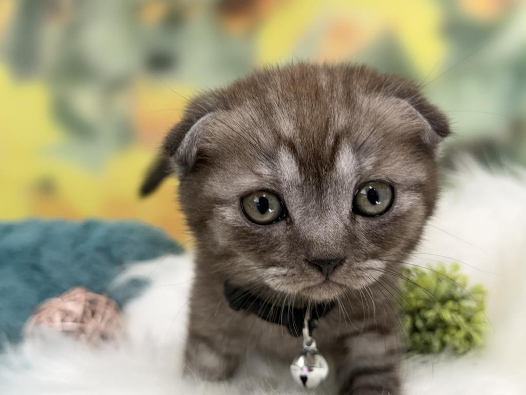 Portland Ilan Scottish Fold Kitten photo 2