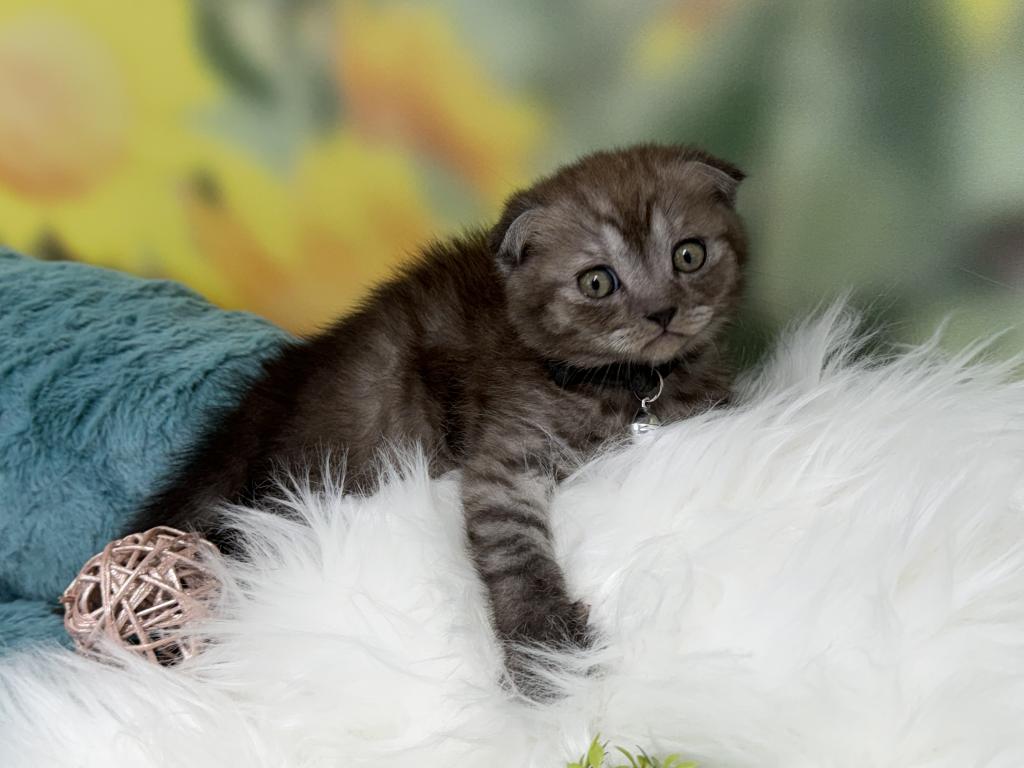 Portland Ilan Scottish Fold Kitten photo 8