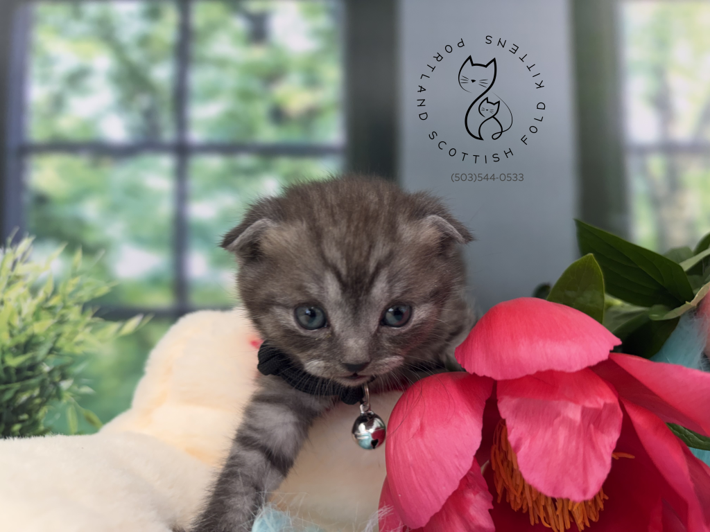Portland Ilan Scottish Fold Kitten photo 20