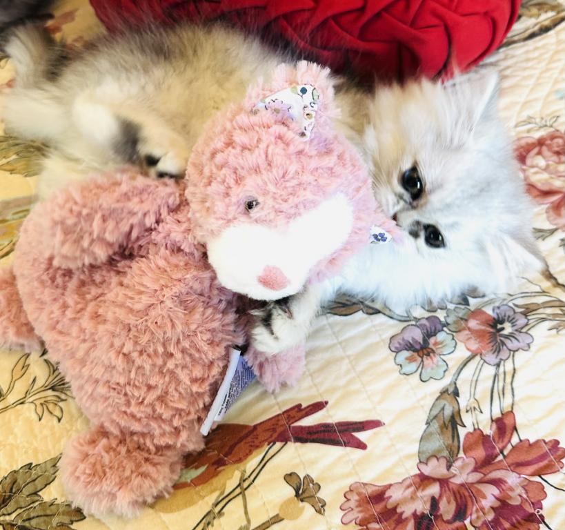 Ready For Forever Homes photo 4