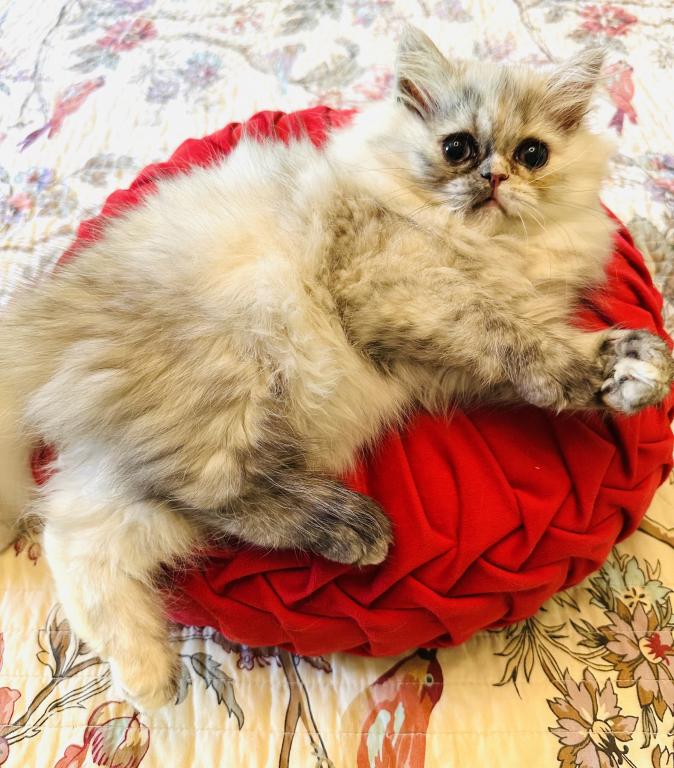 Ready For Forever Homes photo 3