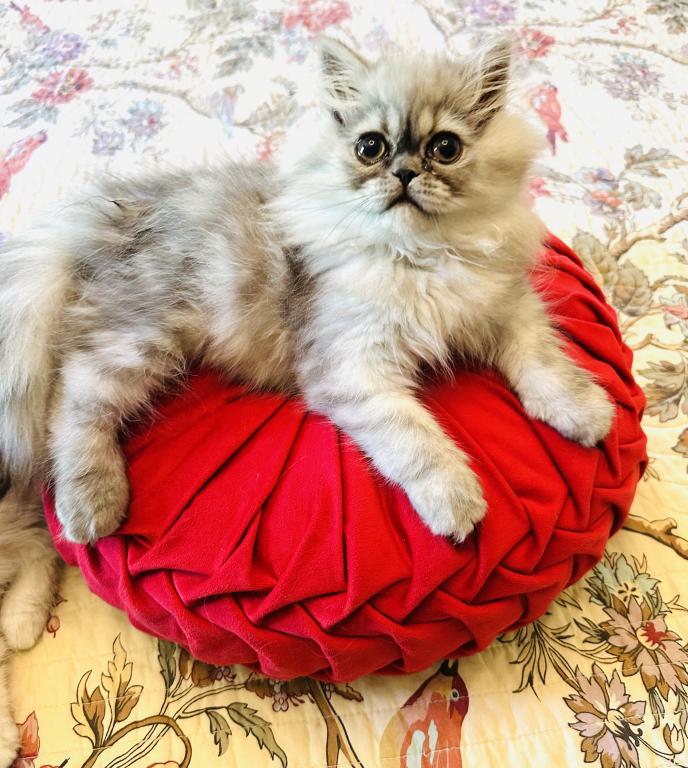 Ready For Forever Homes photo 2