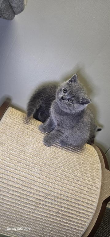 Zuzu photo 14