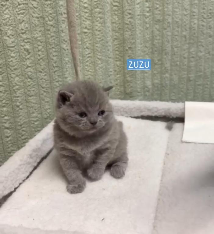 Zuzu photo 20