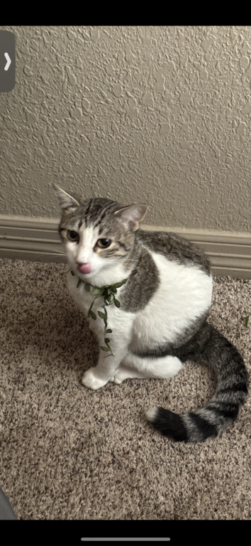 Willow photo 5