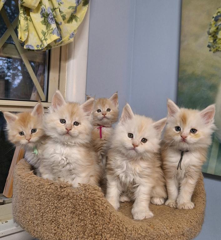 Red Cream Litter