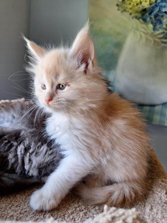 Red Cream Litter photo 5