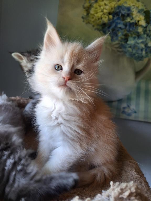Red Cream Litter photo 4